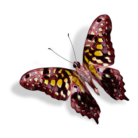 Beautiful yellow spot butterfly isolated on white backgroundの写真素材