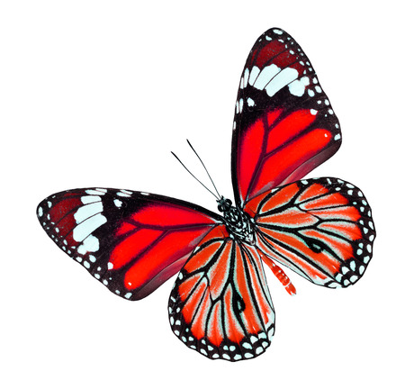 The Beautiful Red butterfly isolated on white backgroundの写真素材