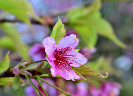 Beautiful flower of Pink Cherry blossom in the garden with nice の写真素材