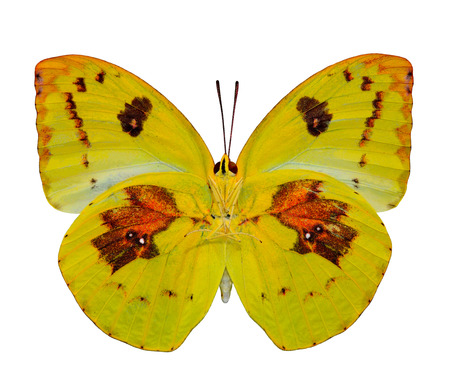Beautiful Lemon Emigrant Butterfly in natural color profile isolated on white の写真素材