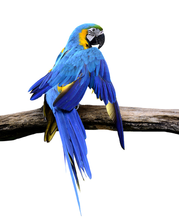 Blue and gold macaw bird stretches it wings isolated on white backgroundの写真素材