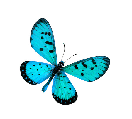 Blue Butterfly in fancy color (Tawny Coster butterfly) isolated on white backgroundの写真素材