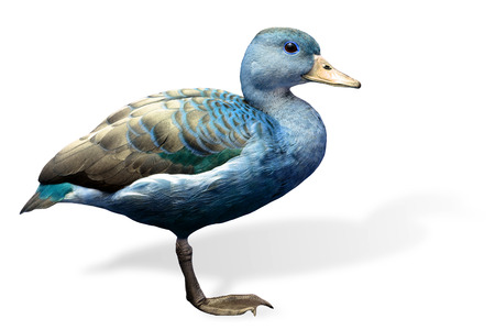 Blue duck in fancy color (Lesser Whistling) bird isolated on white backgroundの写真素材