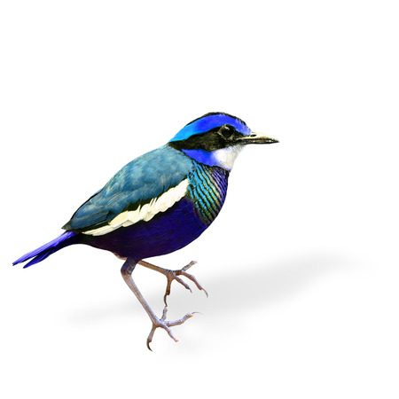 Blue Fancy Bird in color transparency (Banded Pitta) の写真素材