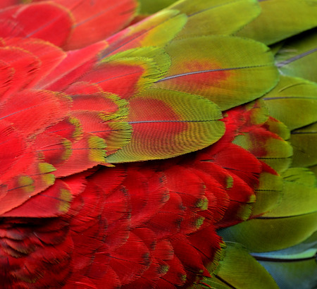 Great details texture of Green Wing Macaw feathers in closeupの写真素材