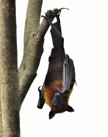 Hanging flying fox or big bat on white backgroundの写真素材