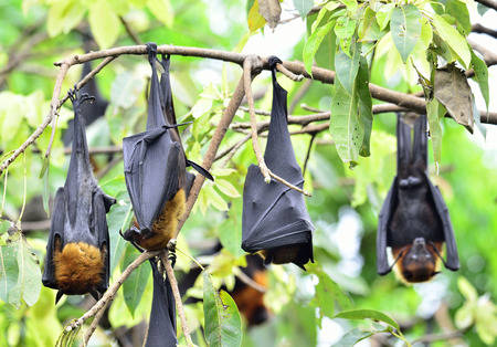 Many of Hanging flying fox, a big bat hanging on the tree branch togetherの写真素材