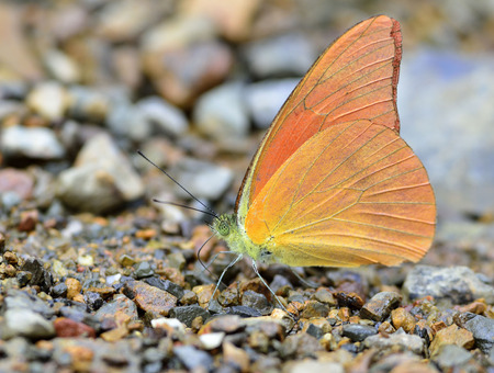 Orange Albatross Butterfly (Appias nero figulina) in natureの写真素材