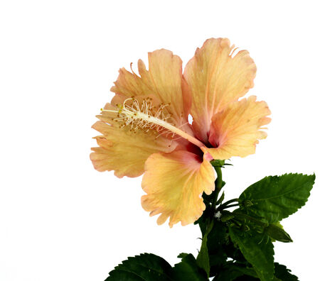 Orange Hibiscus flowerの写真素材