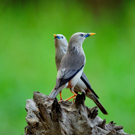 Pair of Chestnut-tailed Starling (Sturnus malabaricus) love birdsの写真素材
