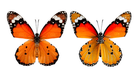 Plain Tiger Butterfly both of upper and lower wings profile isolated on white backgroundの写真素材