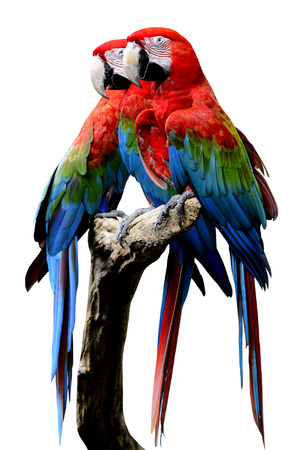 Red-and-Green Macaw Parrot bird, green-winged macaw bird sitting on the log together isolated on white backgroundの写真素材