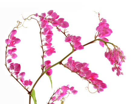 Best of Pink Coral Vine, mexican creeper or chain of love flowers の写真素材
