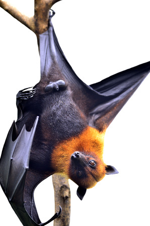 Big Bat, Scary Hanging Flying Fox in Halloween season isolated on white backgroundの写真素材