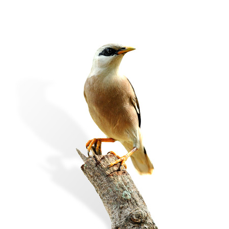 Venus-breasted Starling (Sturnus burnammicus) bird isolated on white backgroundの写真素材