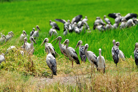 A flock of Asian Openbill or Open-billed stork in the rice plantationの写真素材