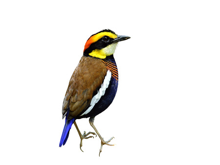 A male of Banded Pitta poses his best details on isolated white background, birdの写真素材