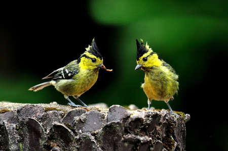 A pair of Yellow-cheeked Tit are feeding to each other with lovely romantic momentの写真素材