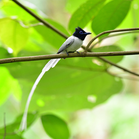 Asian paradise flycatcher, a lovely bird in thailand, terpsiphone paradisi, with white long-tail...