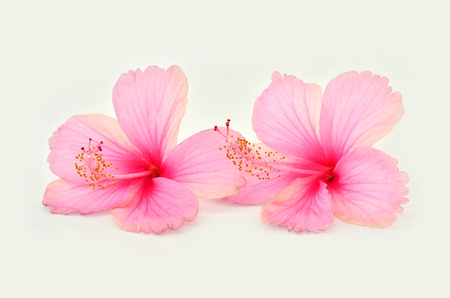 Beautiful of Pink Hibiscus flowers on white backgroundの写真素材