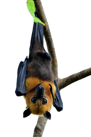 Big Bat or Hanging Flying fox isolated on white backgroundの写真素材