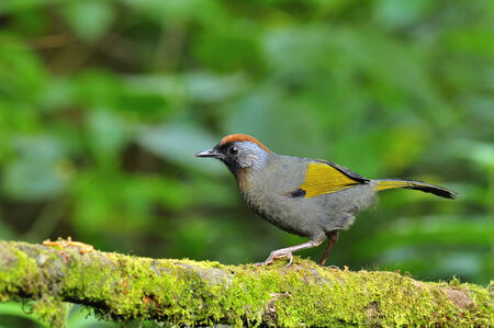 A Chestnut-crowned Laughingthrush on the nice mossy branch with worm mealの写真素材