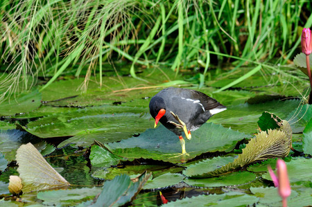 Common Moorhen standing on lotus leafs with lotus flowers in composition and itching its headの写真素材