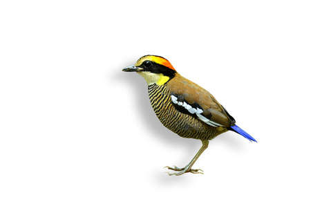 Female of Banded Pitta with isolated white backgroundの写真素材