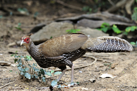 Female of Kalij Pheasant or Silver Pheasant acting as a starの写真素材