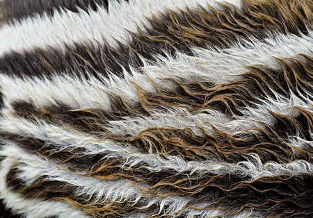 Fine Seamless black and white zebra foal skin patternの写真素材