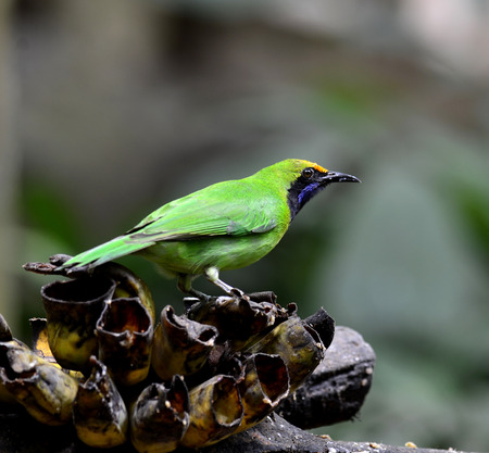 Golden Fronted Leafbird, green bird taking banana foodの写真素材