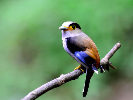Beautiful Silver-breasted Broadbill (Serilphus lunatus) on the branch with fine feathersの写真素材