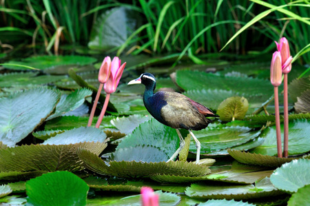 A beautiful Bronzed-winged Jacana standing on lotus leave with lotus flowerの写真素材
