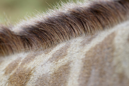 Closeup of Giraffe's neck hairの写真素材