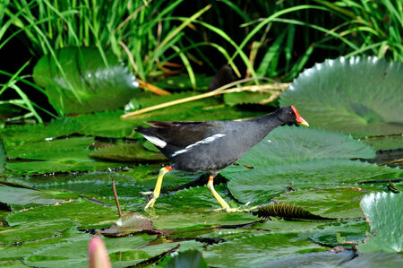 Common Moorhen walking on lotus leafs with lotus flowers in composition の写真素材