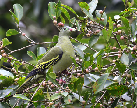 Female of Thick-billed green Pigeon (treron curvirostra) thick bill green pigeon on ripe fig fruit treeの写真素材