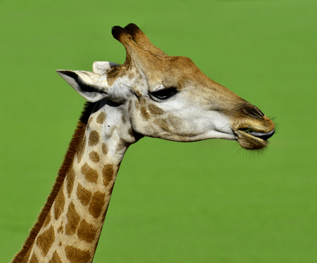 Giraffe head shot with nice blur green backgroundの写真素材