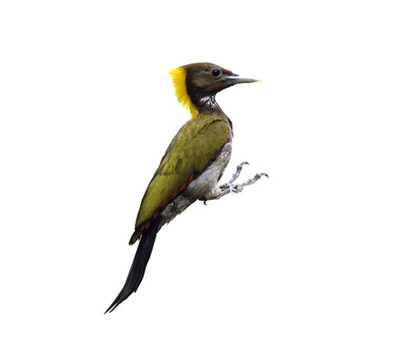 Greater Yellownape or yellow-naped woodpecker, picus flavinucha, woodpecker isolated on white backgroundの写真素材