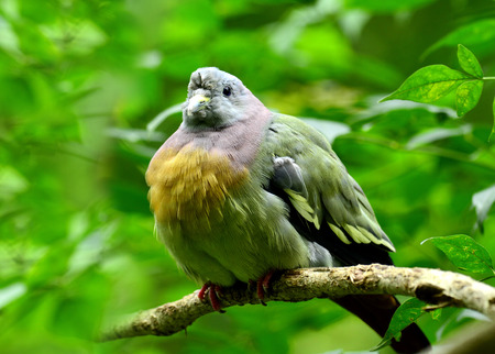 Male of Pink-necked green pigeon, treron vernans, with puffy feathers, bird 