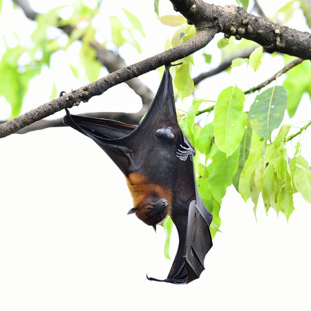 Hanging flying fox sleeping surround with green leafs on white backgroundの写真素材