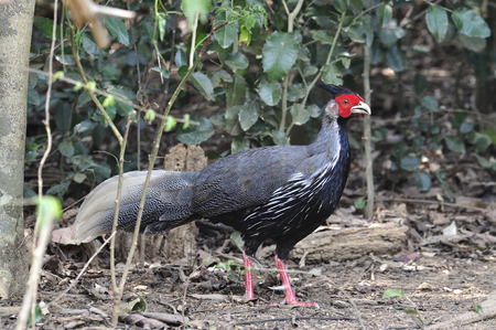 Male of Kalij Pheasant or silver pheasant about to show up his great feathers