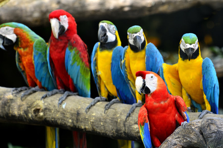 Mix of Blue and gold, green-winnged and scarlet macaws perching togetherの写真素材