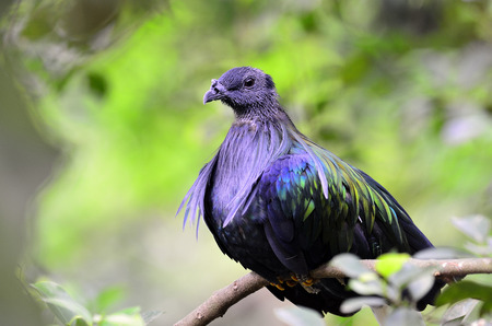 Nicobar Pigeon ,Caloenas nicobarica bird in forest and islandの写真素材