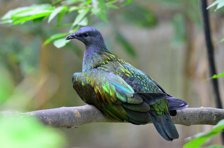 Nicobar Pigeon ,Caloenas nicobarica, a wild bird on island