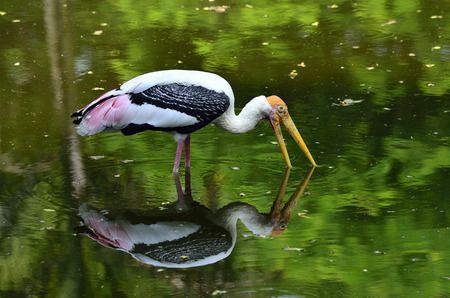 Painted Stork, Mycteria leucocephala, yellow bills and fishing in the pond with reflexion shadow in waterの写真素材