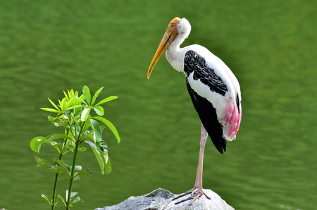 Painted Stork, Mycteria leucocephala, yellow bills pose in the far green background, bird in Thailandの写真素材