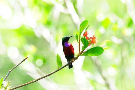 A really nice Puple-throated Sunbird with a nice red flowerの写真素材