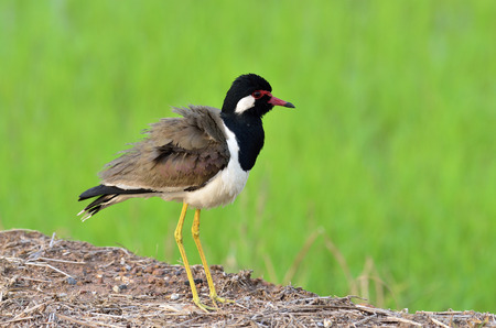 Spiky Red-wattled Lapwing on clear green background