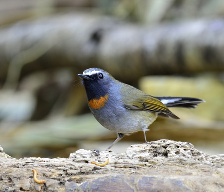 Rufous-gorgeted flycatcher, ficedula strophiata, perching and catching worms on the log with feathers details, birdの写真素材