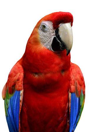 Scarlet Macaw bird isolated on white backgroundの写真素材